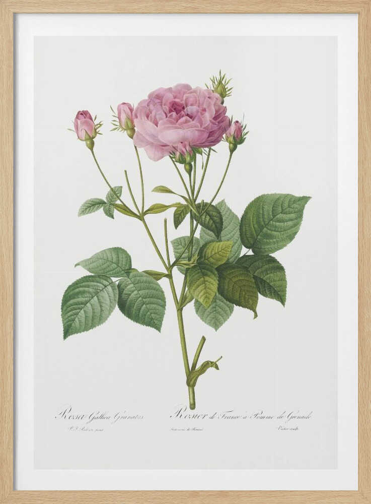 A vintage botanical illustration of a pink rose plant with one large, fully bloomed flower and several smaller buds. The plant has green leaves and is set against a plain white background, framed in black. There is cursive text at the bottom identifying the species. Poster