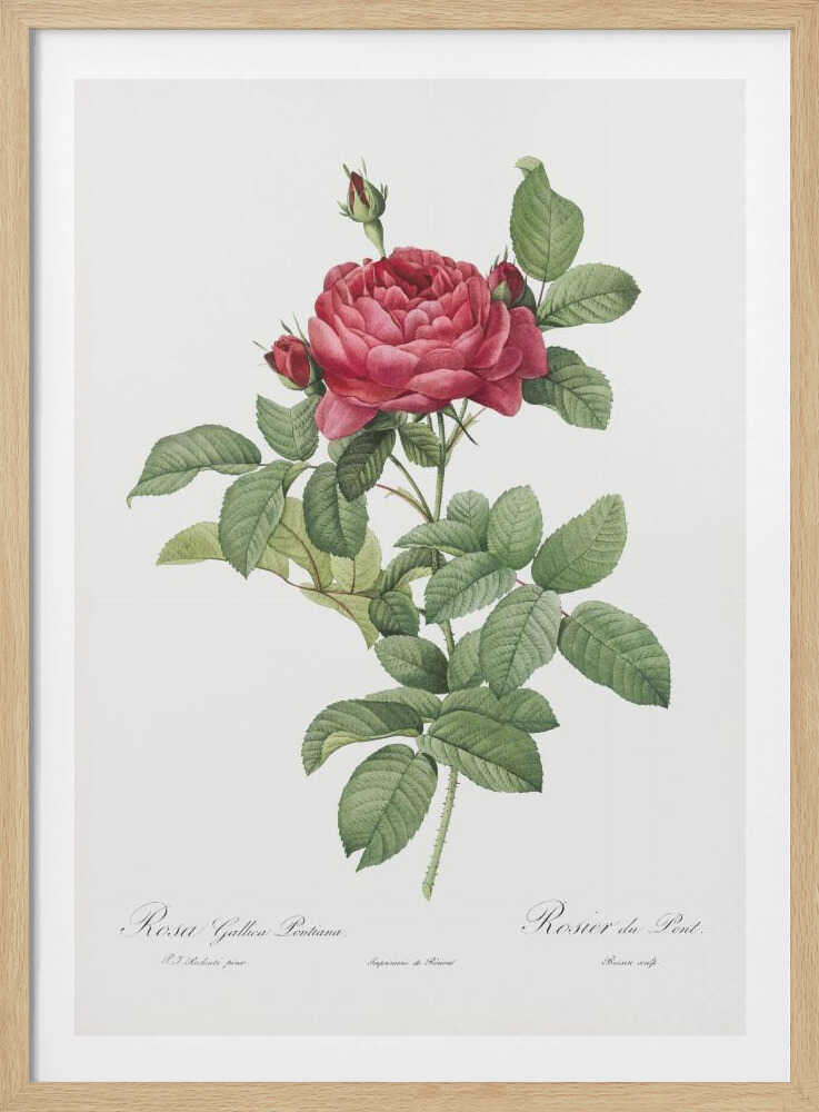 A vintage botanical illustration of a Rosa Gallica Pontiana, also known as Rosier du Pont. The artwork features a single stem with a large, fully bloomed deep pink rose, several smaller buds, and lush green leaves against an off-white background, all enclosed in a simple black frame. Poster