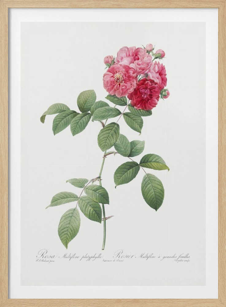 A framed vintage botanical illustration of a Rosa Multiflora platyphylla. The artwork features a single plant stem with green serrated leaves and a cluster of pink and deep red roses at the top. The background is a clean off-white, and there is cursive text at the bottom identifying the flower. Poster