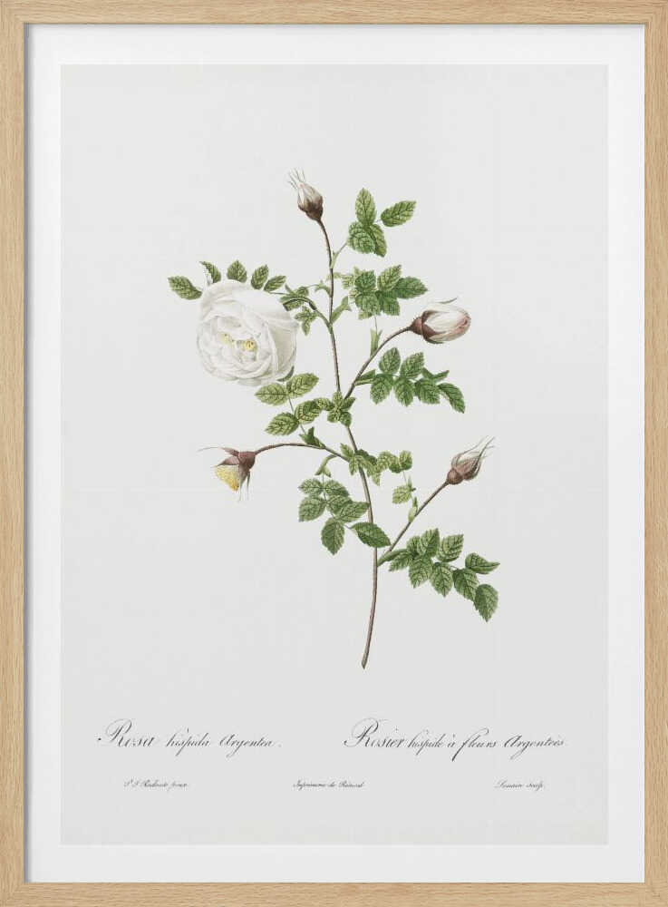 A vintage botanical illustration of a white rose stem against a stark white background, framed in black. The illustration details a single open white rose, several closed buds, and serrated green leaves. Below the plant, there is cursive script identifying the flower as 'Rosa hispida Argentea' and 'Rosier hispide a fleurs Argentees'. Print