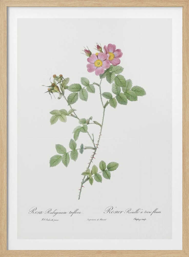 A vintage botanical illustration of a Rosa Rubiginosa, or sweet briar rose, with pink and yellow flowers and thorny green stems, set against a white background and enclosed in a black frame. Cursive text is visible at the bottom. Poster