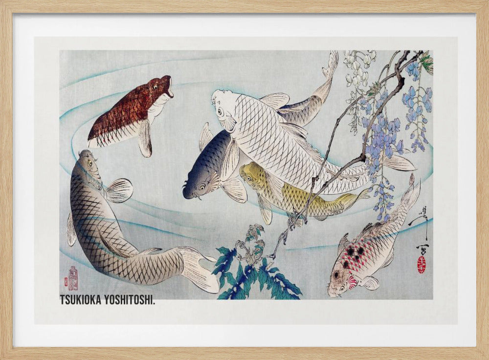 A framed Japanese woodblock print by Tsukioka Yoshitoshi featuring several colorful koi fish swimming in light blue water. A branch with purple wisteria flowers dangles from the top right corner, and the artist's signature is visible. Decor