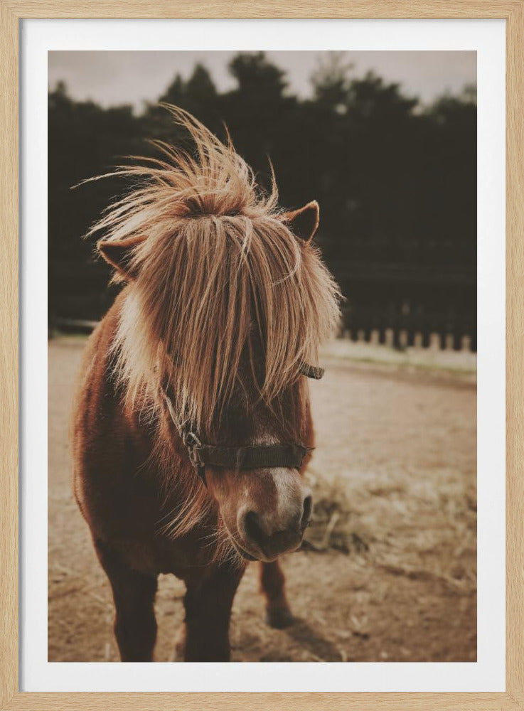 A close-up, portrait photograph of a brown pony with a long, shaggy, light-brown mane covering its eyes. The photo has a warm, sepia tone and the pony is standing in a dirt paddock with a blurry background of dark trees. Artwork