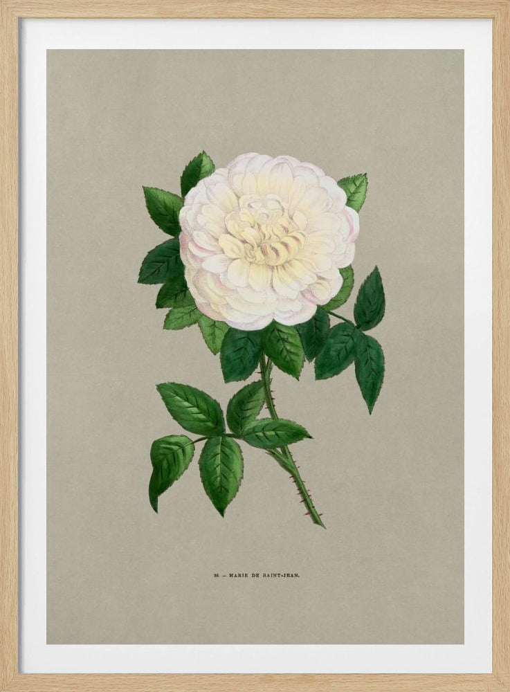 A vintage botanical illustration of a single white rose named 'Marie de Saint-Jean.' The full-petaled flower has subtle pink and cream hues and is surrounded by lush green leaves on a thorny stem. The artwork is set against a solid taupe background and enclosed in a simple black frame. Decor