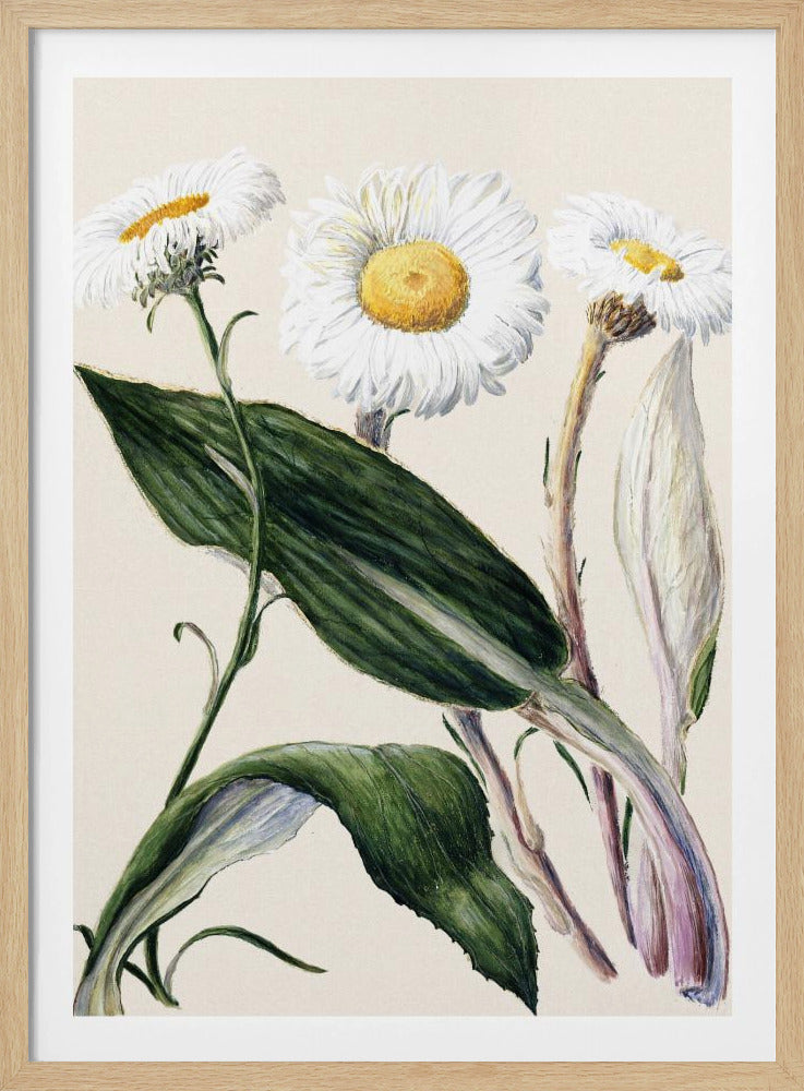 A vintage botanical illustration featuring three white daisies with prominent yellow centers. The flowers are shown with their long stems and large, detailed green leaves against a light cream background, all enclosed in a simple black frame. Artwork