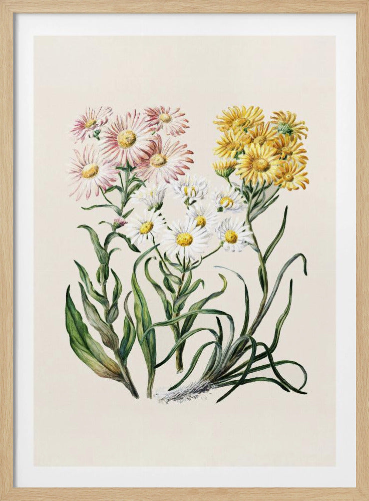 A vintage botanical illustration of three types of daisy-like flowers—pink, white, and yellow—with green stems and leaves, set against a cream-colored background and displayed in a thin black frame. Print