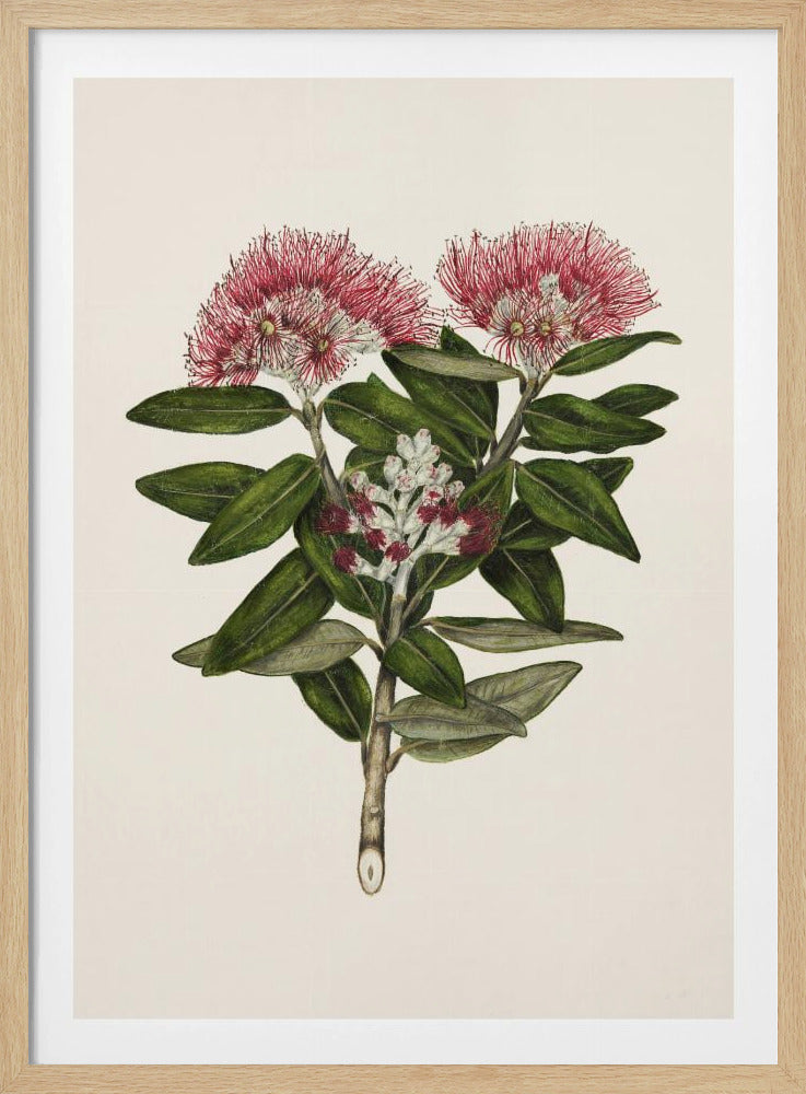 A vintage botanical illustration of a flowering branch with two large, fluffy pink blossoms and lush green leaves against a light cream background, all housed within a black frame. Poster