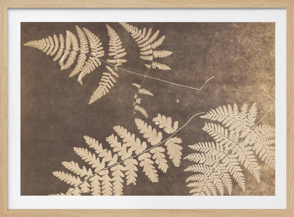 A vintage-style photogram of several fern fronds. The fronds are a light beige color, appearing as silhouettes against a dark, textured sepia-brown background. The artwork is framed in a simple silver frame. Wall Art
