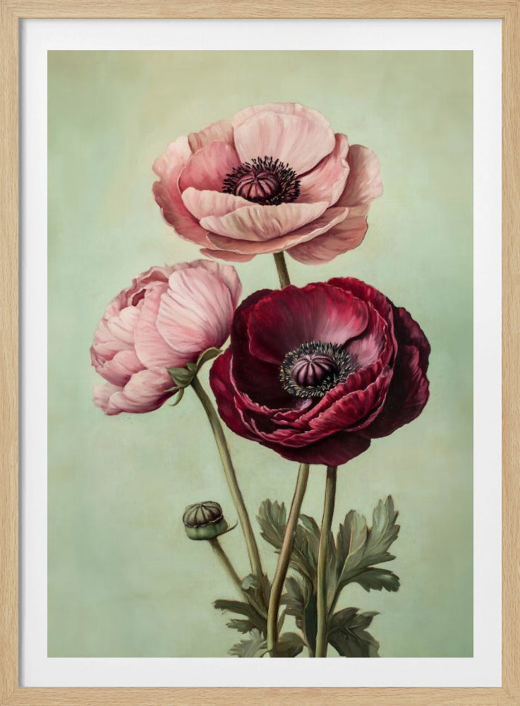 A classic botanical-style painting of three large poppies, two pink and one deep crimson, with lush green stems and leaves against a muted sage green background, all enclosed in a simple black frame. Poster