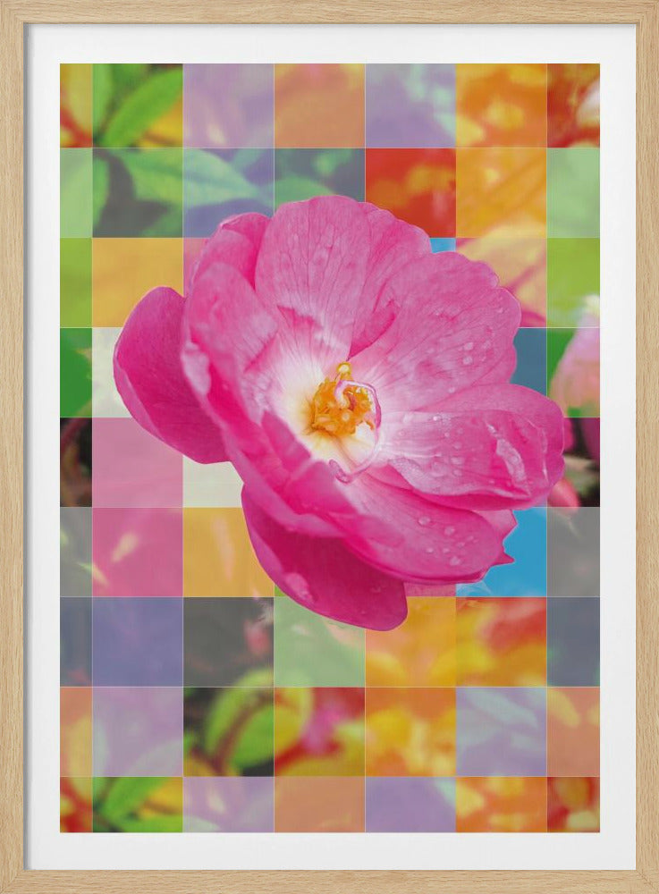 A vibrant pink flower with a yellow and white center is the focal point, superimposed over a colorful, semi-transparent grid background. The entire modern art piece is enclosed in a simple black frame. Print