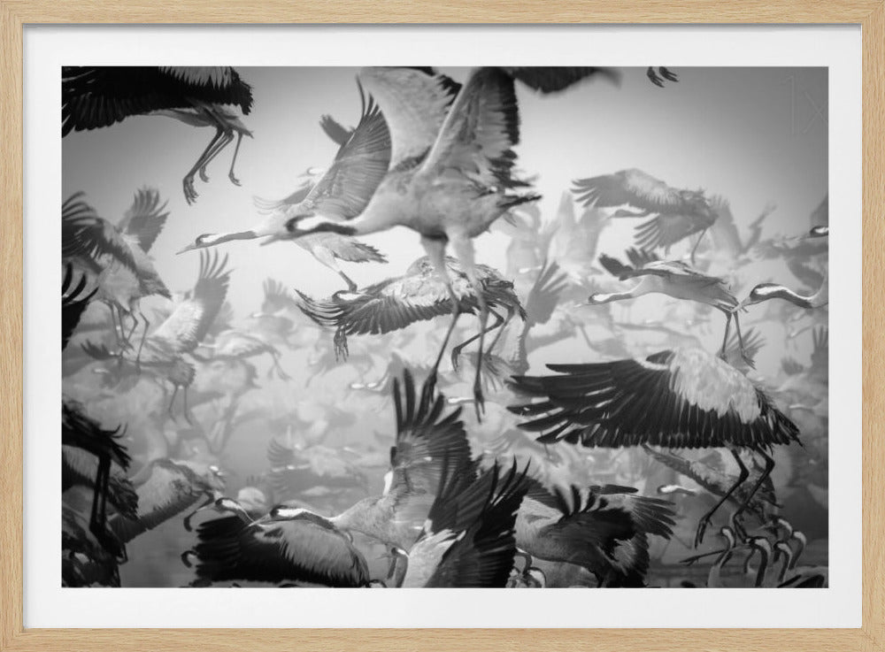 A dynamic and chaotic black and white photograph of a large flock of cranes taking flight. The image is filled with the motion of flapping wings and dangling legs, creating a sense of powerful, collective movement. The photo is presented in a silver frame. Wall Art