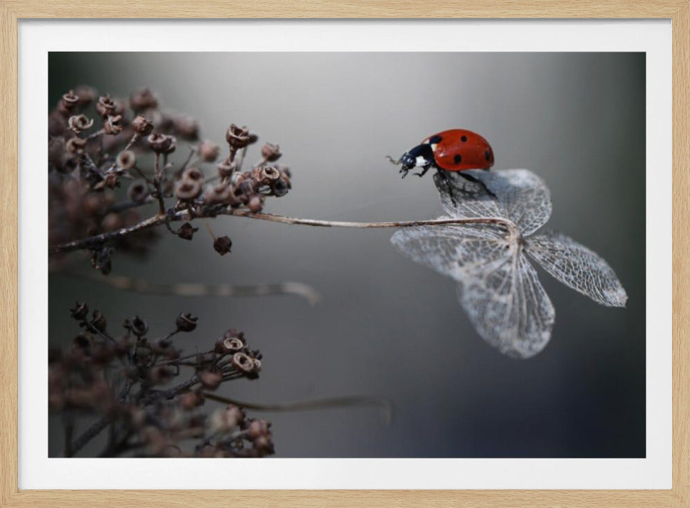 A close-up photograph of a bright red ladybug perched on the delicate, skeletal remains of a dried white flower. The background is a soft, out-of-focus gray, with brown, dried seed pods on a branch to the left. The image is framed with a silver border. Decor