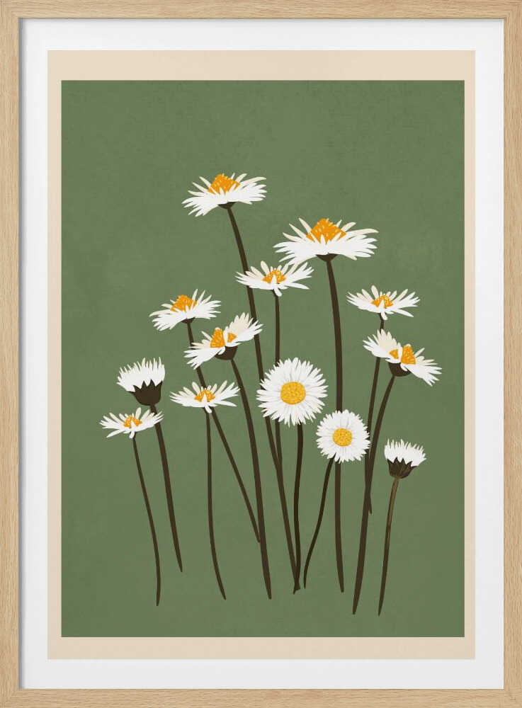 Botanical illustration of white daisy flowers with yellow centers against a sage green background.