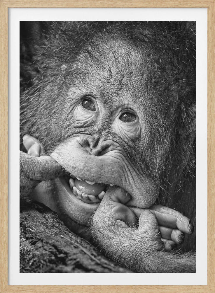 A detailed, black and white close-up portrait of a young orangutan. It looks upward with expressive eyes and a wide grin, playfully putting its fingers in its mouth, showing its teeth. The fine details of its textured skin and shaggy hair are clearly visible. Wall Art