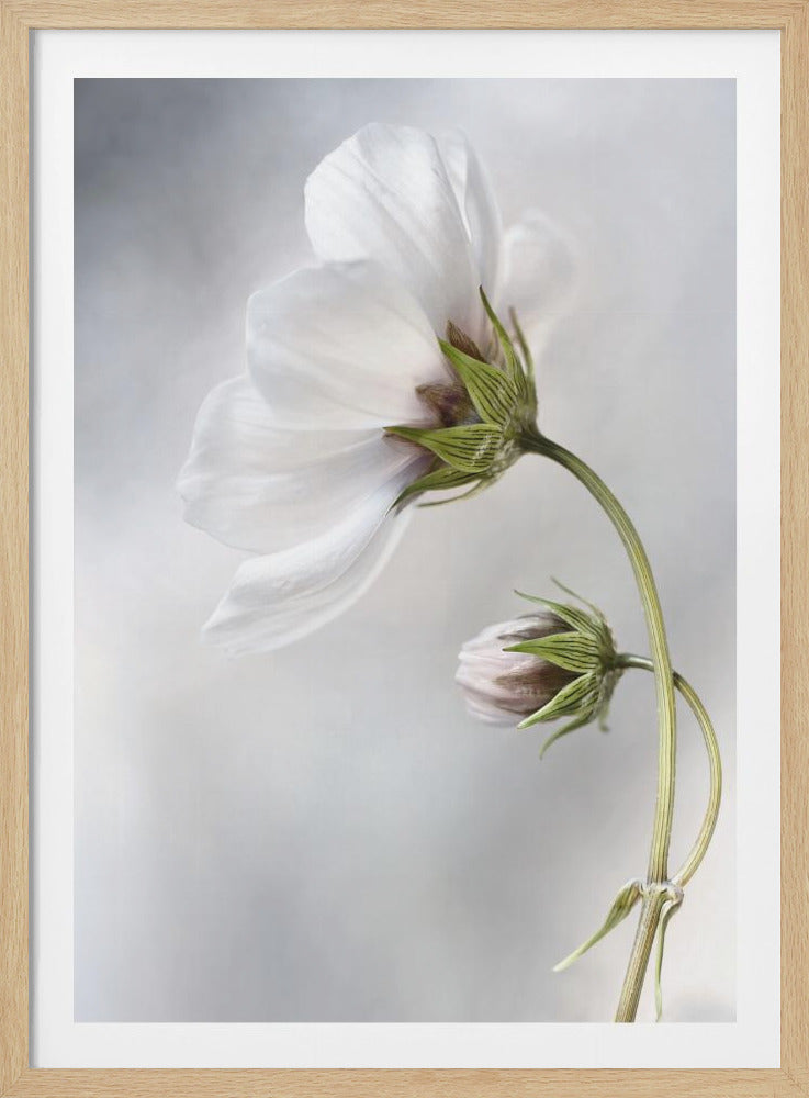 A soft-focus, close-up photograph of a delicate white flower and a bud on a slender green stem, viewed from a low angle against a muted grey background. The main flower's translucent petals curve upwards, creating an ethereal and serene mood. Wall Art
