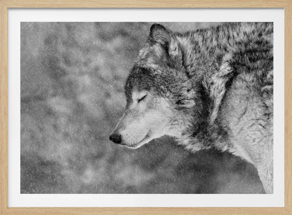 A close-up, black and white photograph of a wolf in profile with its eyes closed, as snow falls heavily around it. The image has a serene and peaceful quality and is enclosed in a silver frame. Artwork