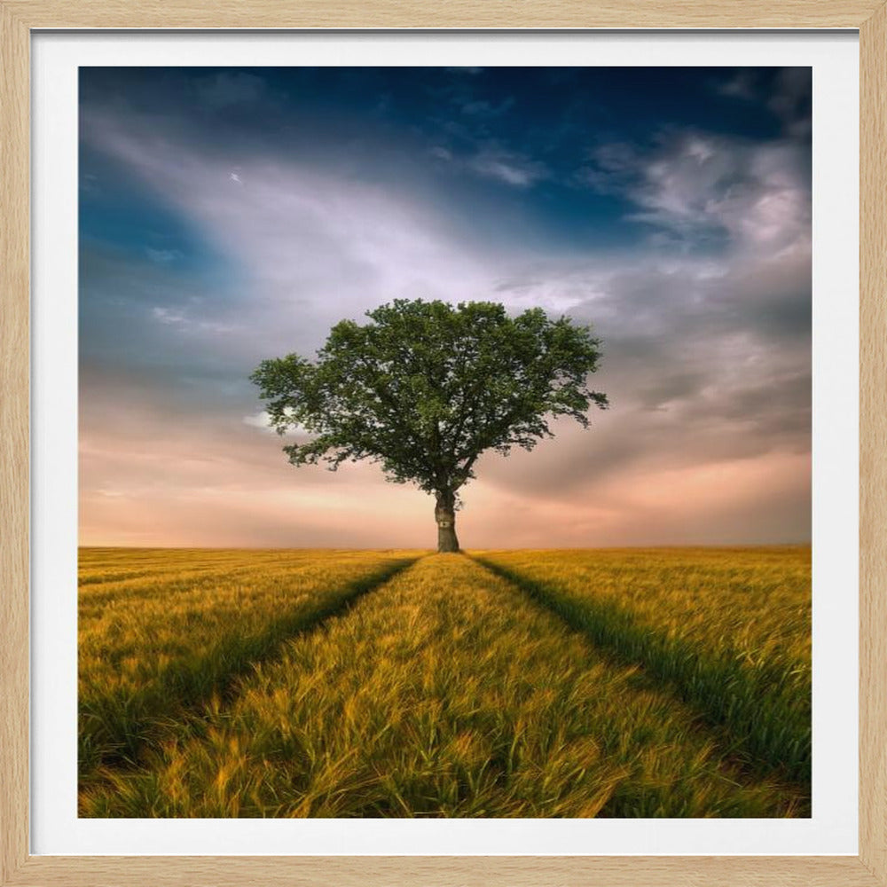 A solitary green tree stands proudly in the center of a golden wheat field. A path created by tire tracks leads directly to the tree. The sky above is a dramatic mix of dark, moody clouds and the warm glow of a sunset on the horizon. The photograph is enclosed in a simple, light-colored wood frame. Print