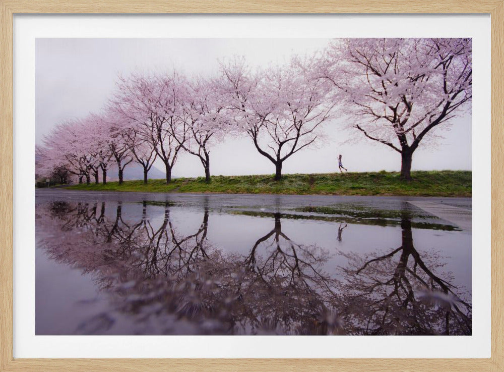 A framed photograph of a row of pink cherry blossom trees on a grey, overcast day, perfectly reflected in a large puddle on a wet road. A small figure of a person is seen running along the grassy bank in the distance. Poster