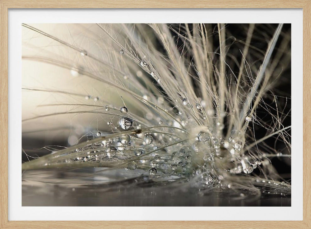 A stunning macro photo capturing intricate details of a dandelion seed head covered in glistening water droplets. The delicate white filaments and sparkling dew are set against a dark, out-of-focus background, creating a dramatic and elegant composition, presented in a silver frame. Decor