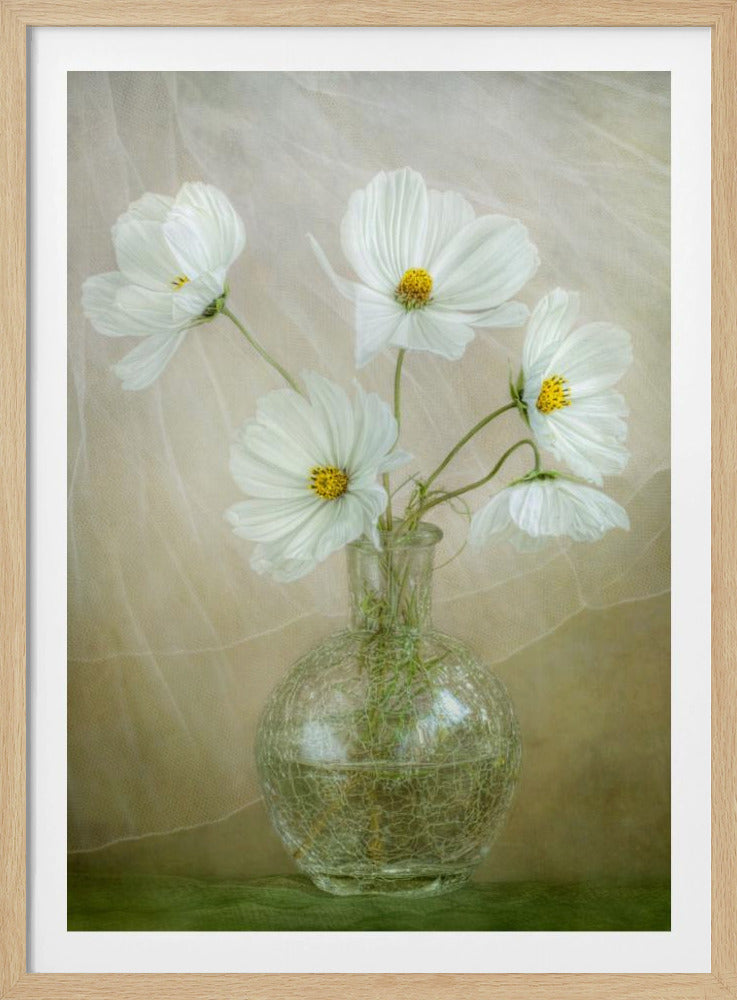 A still life photograph of five delicate white cosmos flowers with bright yellow centers arranged in a round, crackled glass vase against a soft, draped cream-colored fabric background. Decor