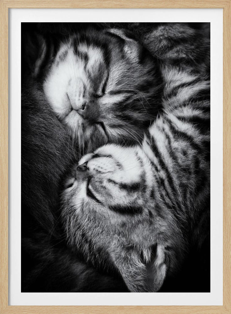 A tender black and white close-up photograph of two striped tabby kittens sleeping soundly, curled up together in a yin-yang-like position. Wall Art