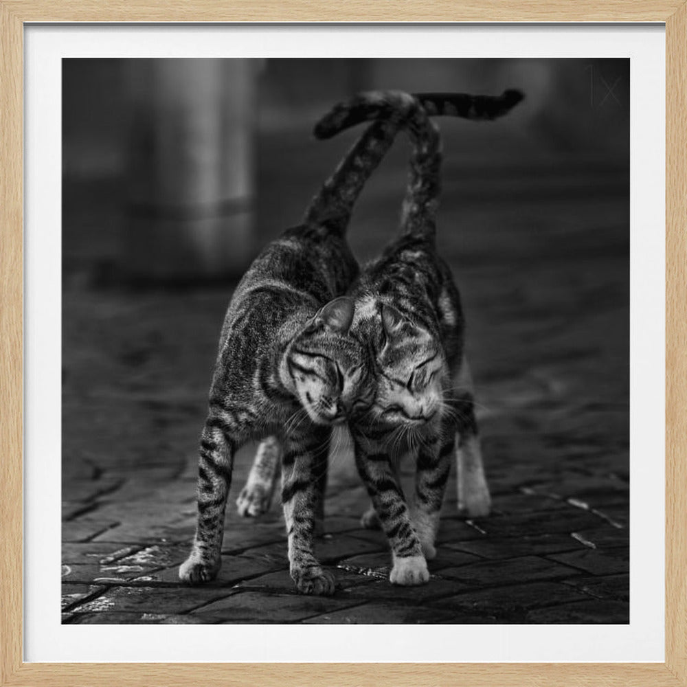 A black and white framed photograph capturing an affectionate moment between two tabby cats. They are rubbing their heads together with eyes closed, and their tails are intertwined above them, creating a heart-like shape. Decor