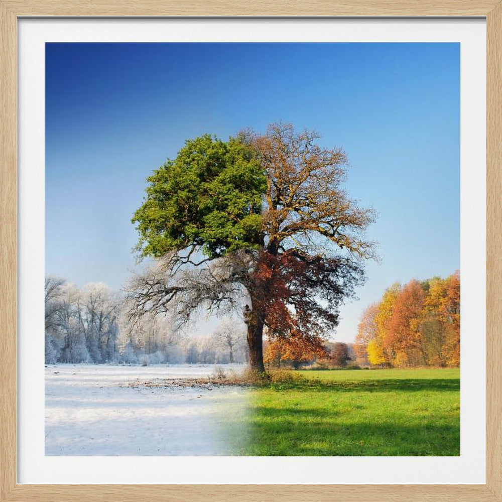 A creative composite photograph of a large tree in a field, seamlessly transitioning through all four seasons. The left side is winter with snow, the top is summer with green leaves, and the right side is autumn with colorful foliage, all under a blue sky and presented in a light wood frame. Wall Art