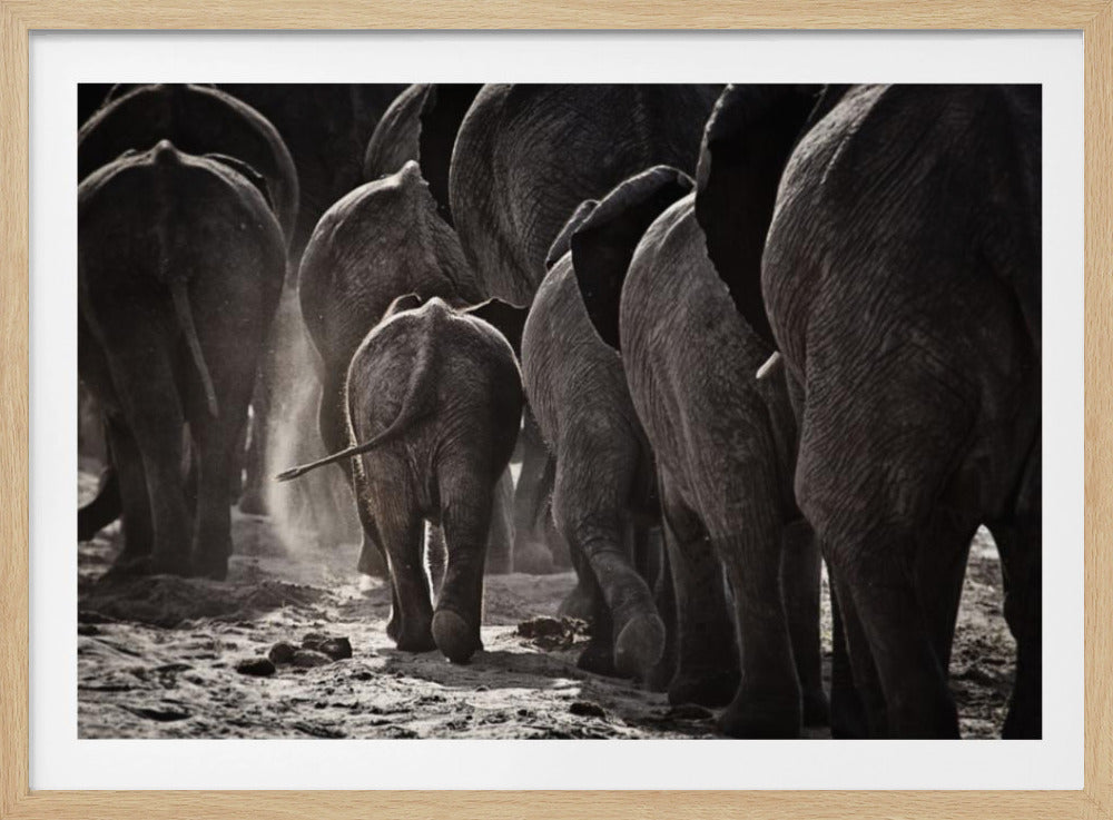 A powerful black and white photograph from a low, rear angle of a herd of elephants walking away. A small baby elephant is centered, protected amongst the larger adults as they kick up dust on the dry ground. Wall Art