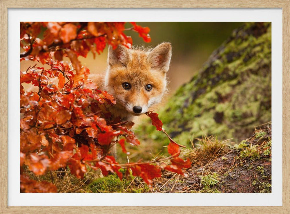 A close-up photograph of a curious young red fox cub peeking out from behind a bush with vibrant red and orange autumn leaves, its wide brown eyes looking directly at the camera. Decor