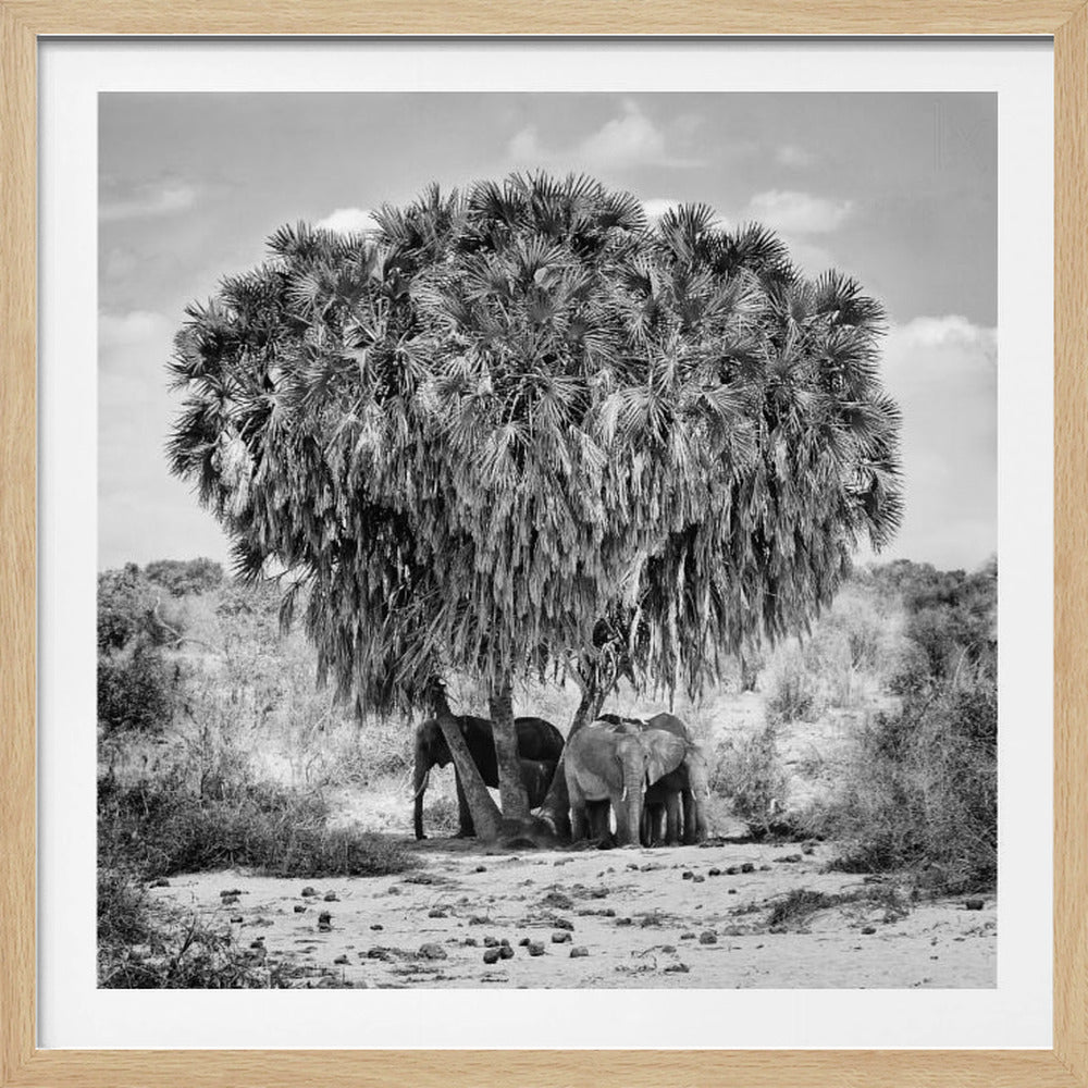 A black and white photograph of a small herd of elephants taking shelter from the sun under the dense foliage of a large palm tree in a dry, arid landscape. The photo is presented in a light wood frame. Poster