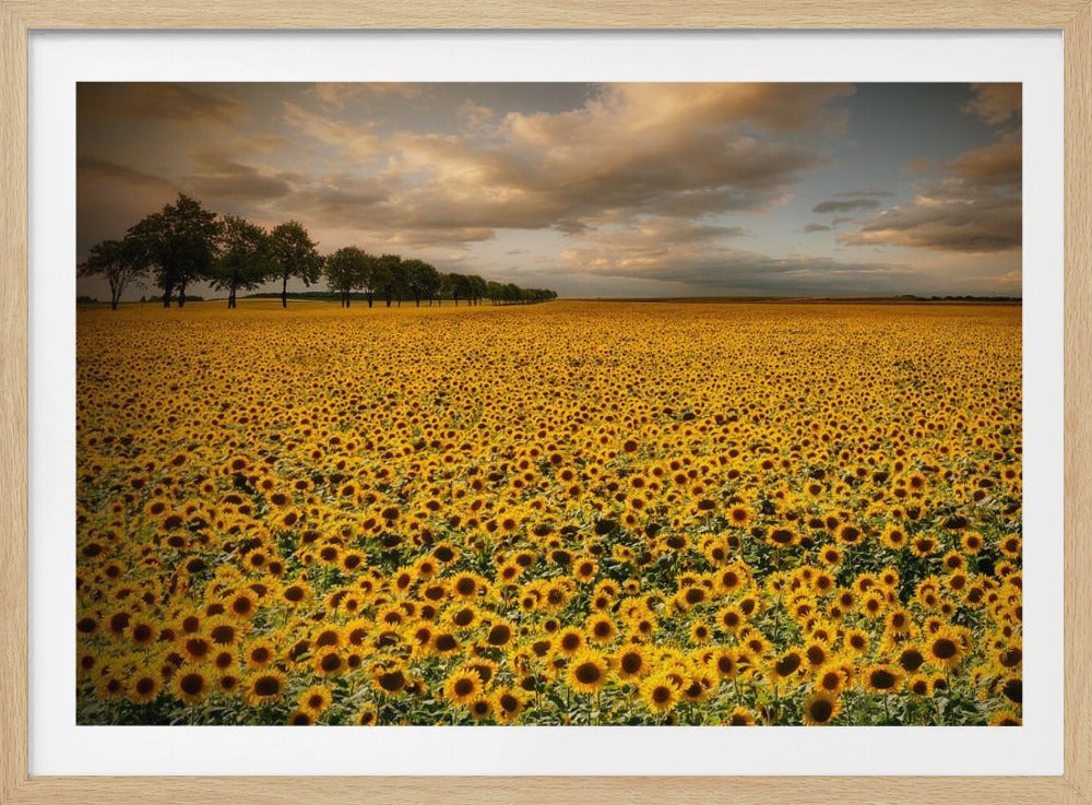 A framed photograph of a massive field of golden sunflowers stretching to the horizon under a dramatic, cloudy sky at sunset. A long row of trees is visible in the distance. Decor