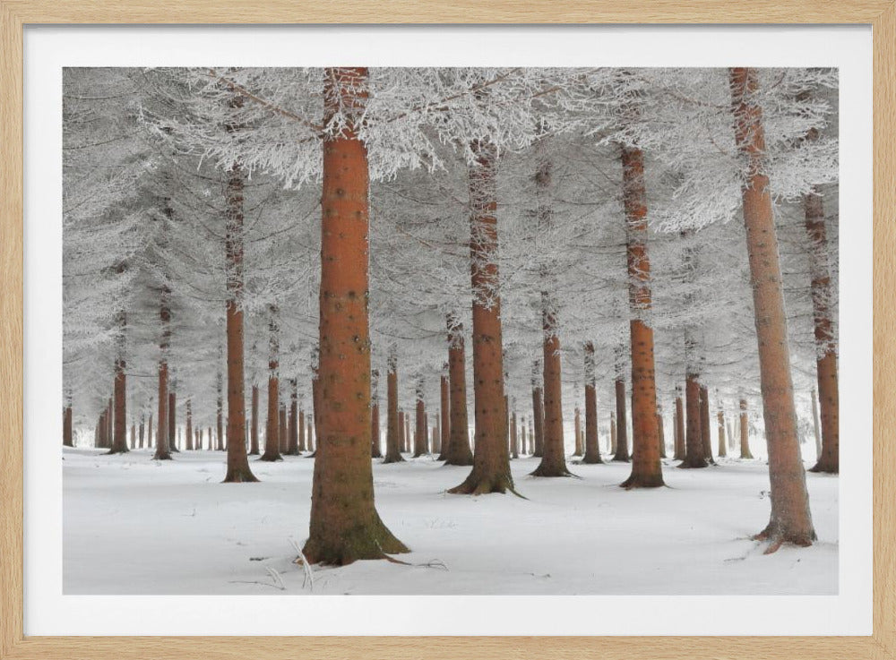 A serene winter forest scene with tall, straight trees whose reddish-brown trunks stand out against the white, snow-covered ground and frost-laden branches, all enclosed in a silver frame. Poster