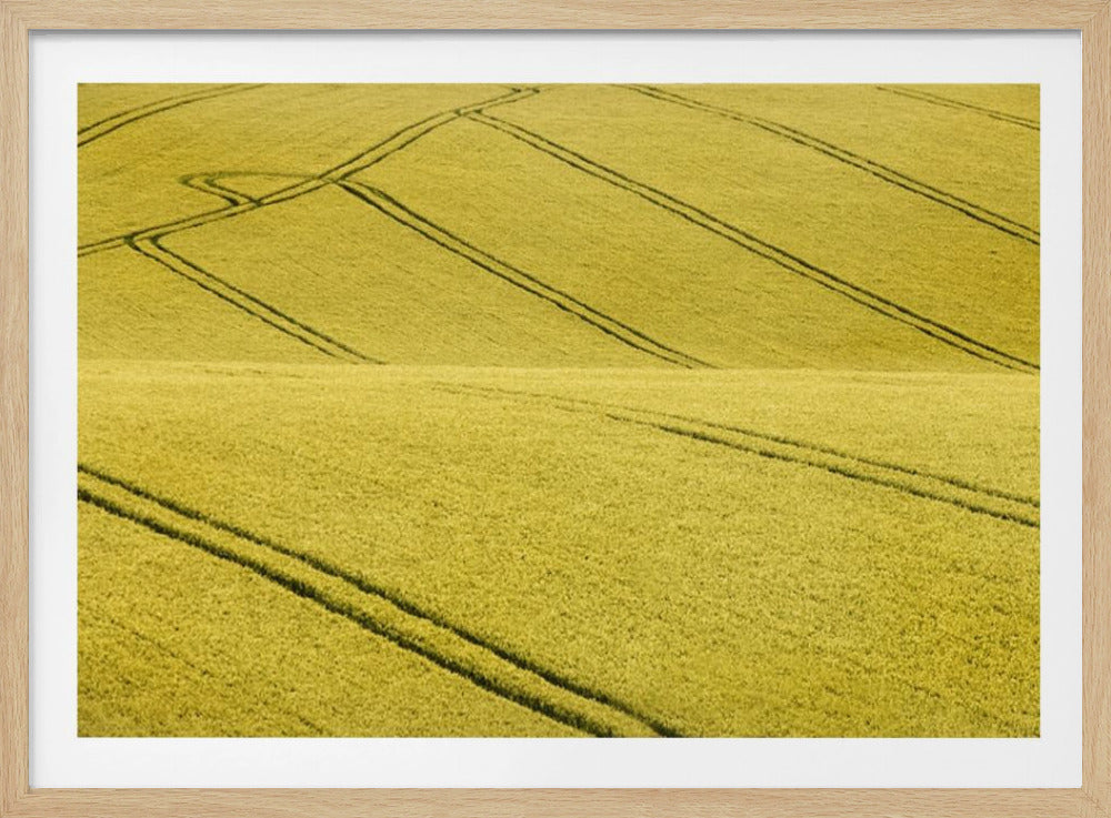 A framed photograph of a vast, rolling field of golden-yellow crops, with dark tractor tire tracks creating curving and diagonal lines across the hilly landscape. Decor