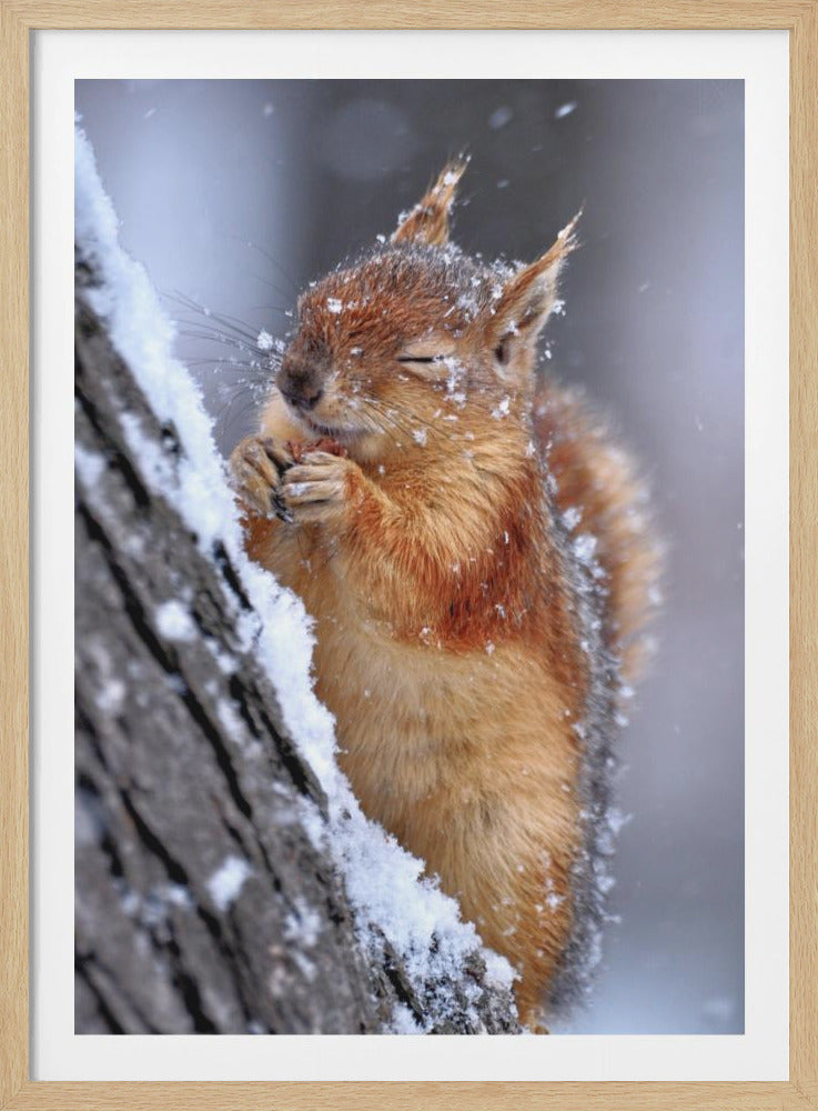 A close-up photograph of a red squirrel perched on a snow-dusted tree trunk. Snowflakes are falling and cover its fur as it closes its eyes in seeming contentment while nibbling on a nut held in its paws. Print