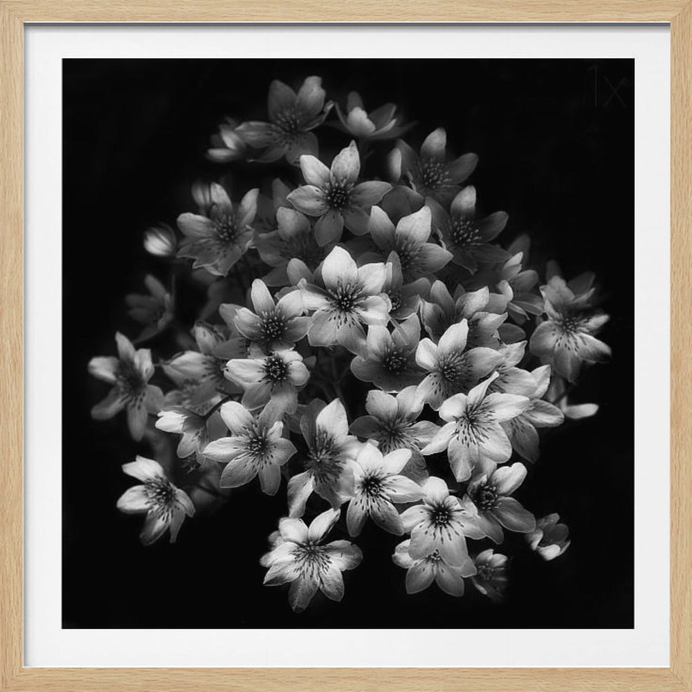 A moody black and white close-up photograph of a cluster of small, delicate star-shaped flowers against a solid black background, presented in a light brown wooden frame. Poster