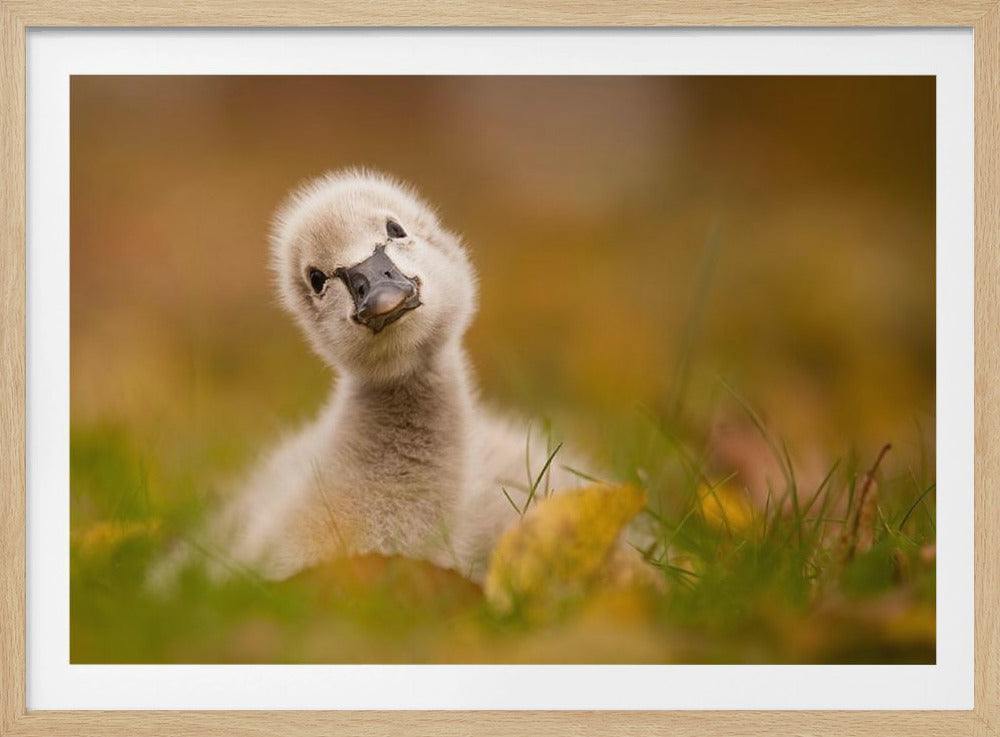 A close-up photograph of a fluffy grey cygnet, or baby swan, tilting its head curiously while sitting in green grass among fallen yellow leaves. Decor