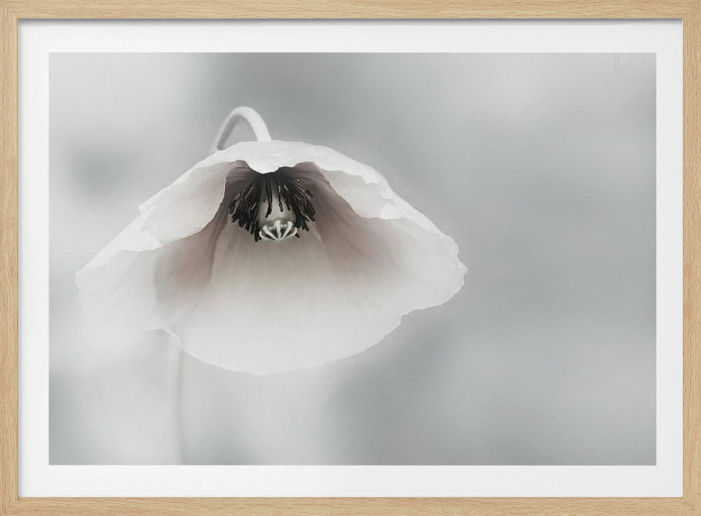A close-up, soft-focus photograph of a single white poppy flower hanging downwards. The delicate petals are white with a hint of blush, revealing a dark black center. The background is a smooth, light gray, and the entire image is presented in a silver frame. Poster