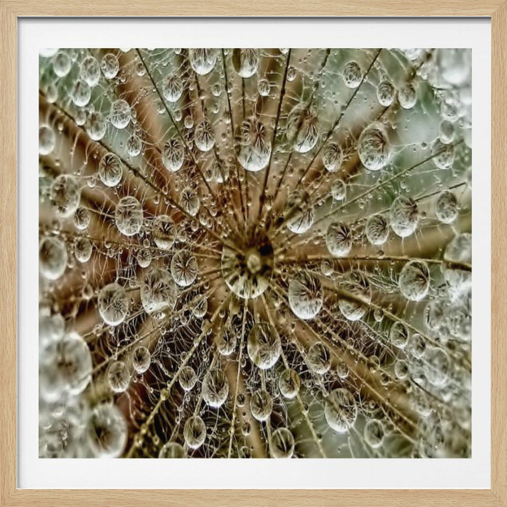 A framed macro photograph of a dandelion seed head covered in sparkling water droplets. The perspective is from the center of the flower, looking out at the radiating seeds and their delicate pappus, with each droplet reflecting the intricate structure. Artwork