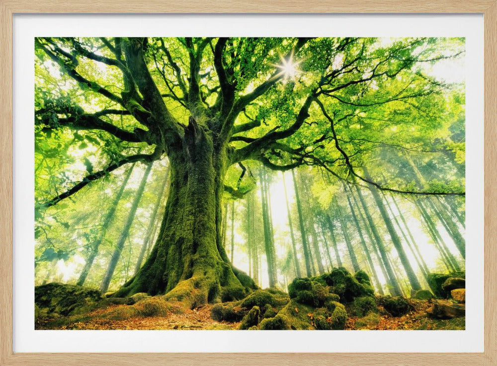 A low-angle shot of a massive, ancient tree covered in green moss, its gnarled branches spreading wide. Sunlight bursts through the vibrant green leaves of the canopy, sending rays of light down through a misty forest of tall, thin trees in the background. Artwork