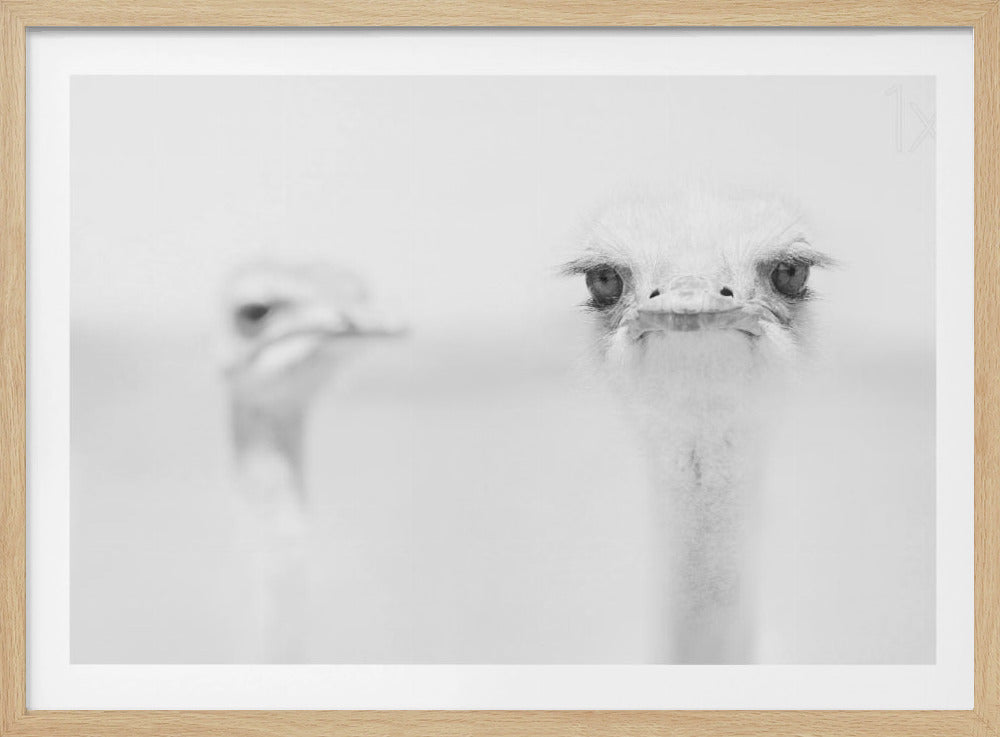A minimalist black and white close-up photograph of an ostrich looking directly at the camera with a curious expression. Its large eyes and long eyelashes are in sharp focus, while another ostrich is blurred in the background, all set against a bright white backdrop and enclosed in a silver frame. Print