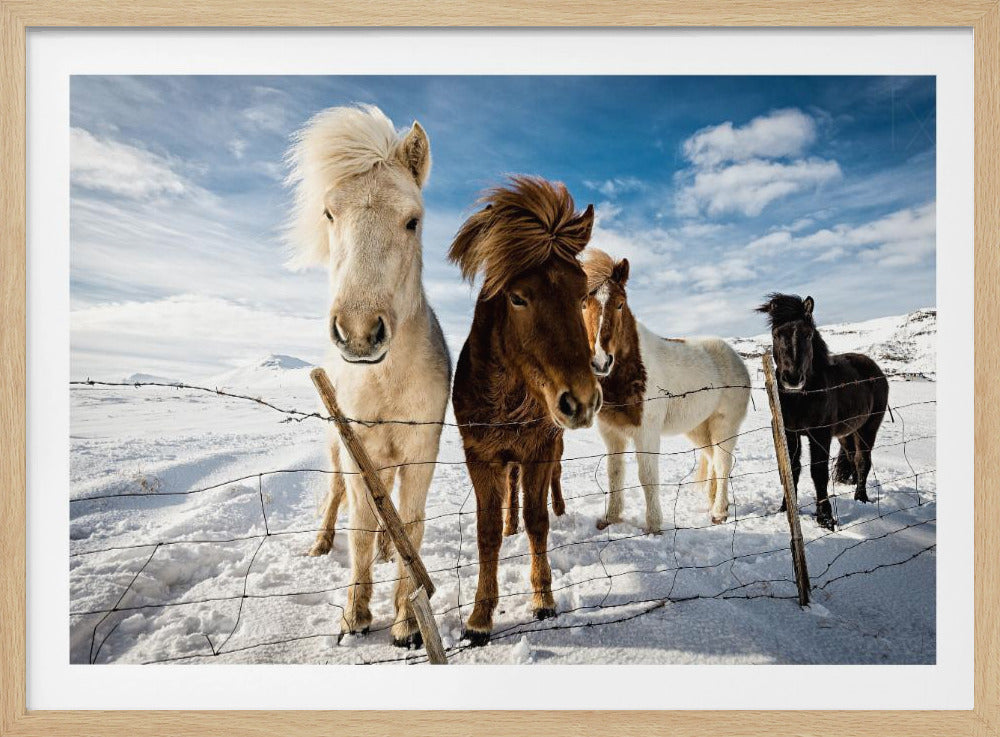 A close-up shot of four Icelandic horses with thick, wind-blown manes standing in a snowy field behind a wire fence. In the background, snow-covered mountains are visible under a bright blue sky with fluffy white clouds. Decor