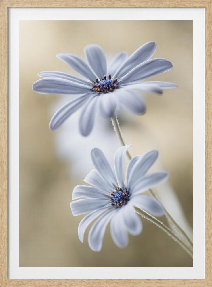 A soft-focus close-up photograph of two light blue daisies with vibrant blue and orange centers. The flowers are positioned one above the other against a warm, blurry beige background, creating a dreamy and serene atmosphere. Wall Art