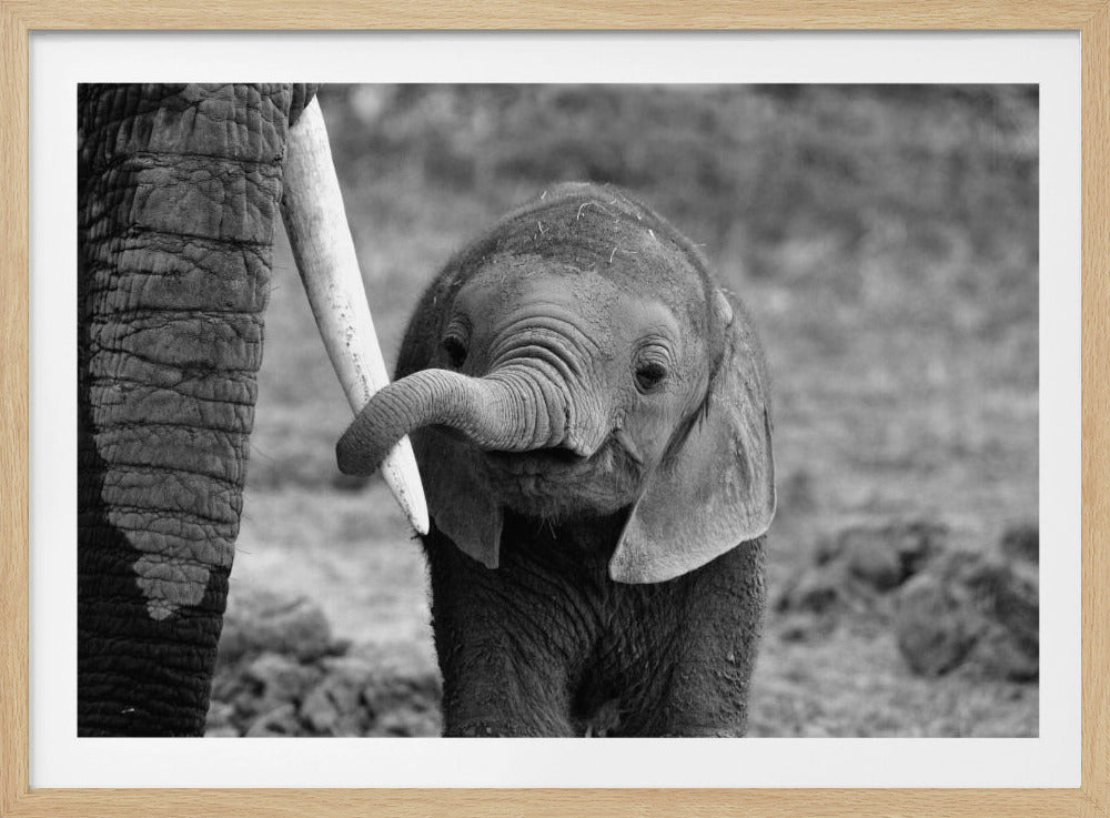 A framed, close-up, black and white photograph of a baby elephant looking at the camera. Its trunk is curled up and resting on the large white tusk of an adult elephant standing beside it. Poster