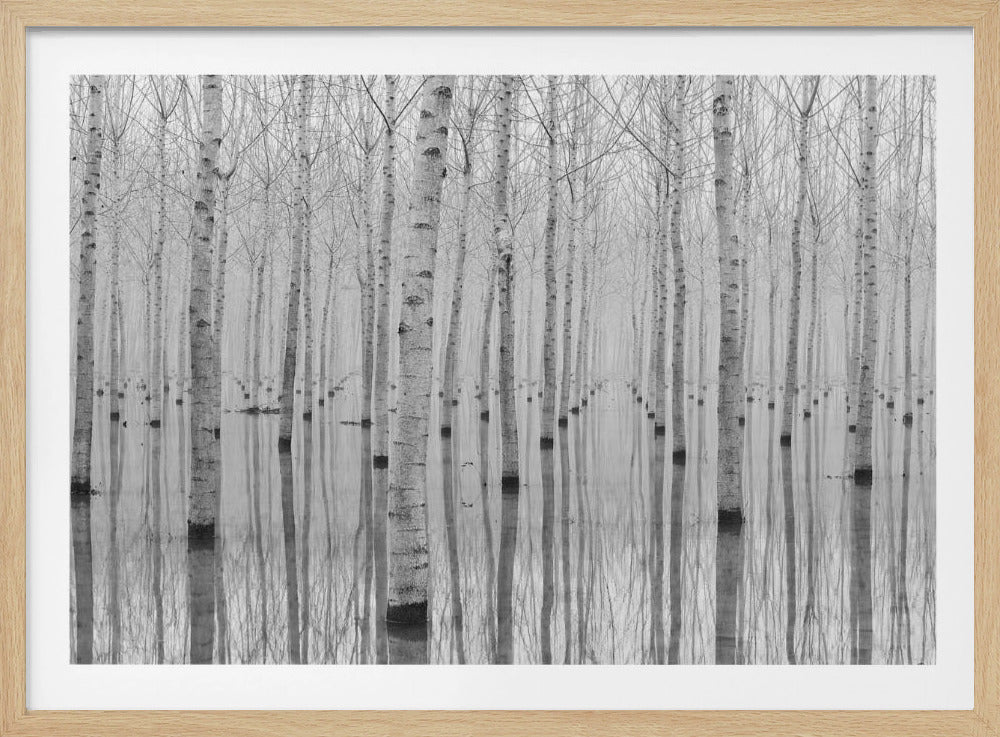 A framed, black and white photograph captures a serene forest of birch trees standing in calm water. The tree trunks are reflected perfectly, creating a striking symmetrical pattern that fades into a misty background. Wall Art