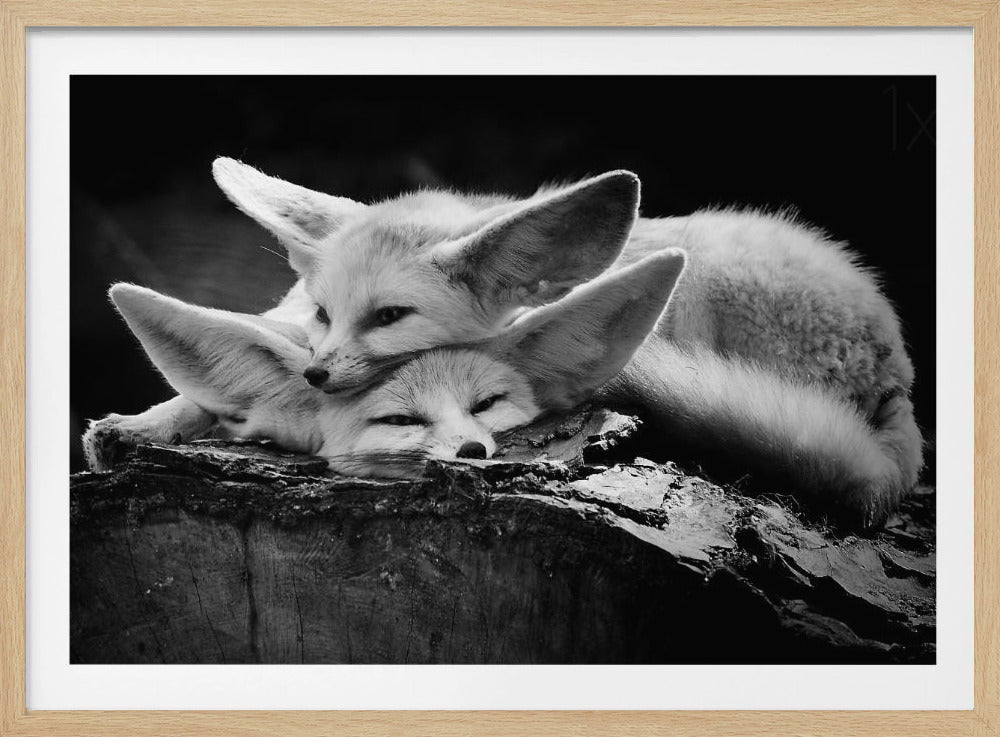 A black and white photograph of two fennec foxes cuddling together on a dark piece of wood. One fox rests its head on the other, which has its eyes closed. Their large, prominent ears are a key feature in the composition, set against a dark, out-of-focus background. The image is enclosed in a silver-grey frame. Print