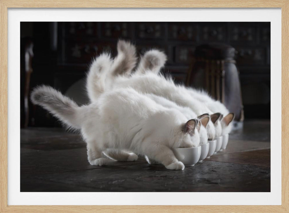 A row of fluffy white cats with gray-tipped ears and tails, all drinking simultaneously from a line of small white bowls on a dark stone floor. Decor