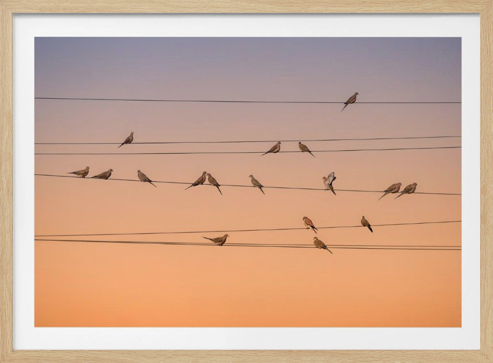 A photograph of numerous small birds perched on several parallel telephone wires against a gradient sunset sky that shifts from light purple to a warm orange. The entire image is enclosed in a silver frame. Artwork