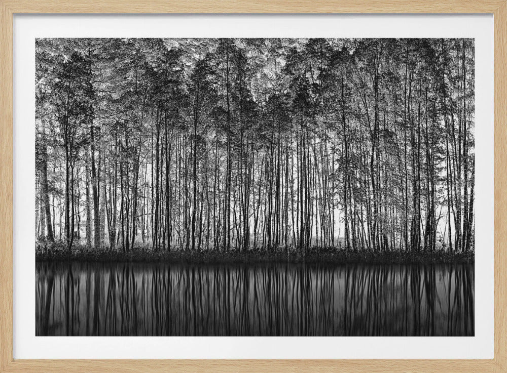A framed black and white photograph of a dense forest of tall, slender trees reflected perfectly in the calm water below, creating a symmetrical and dramatic landscape. Poster
