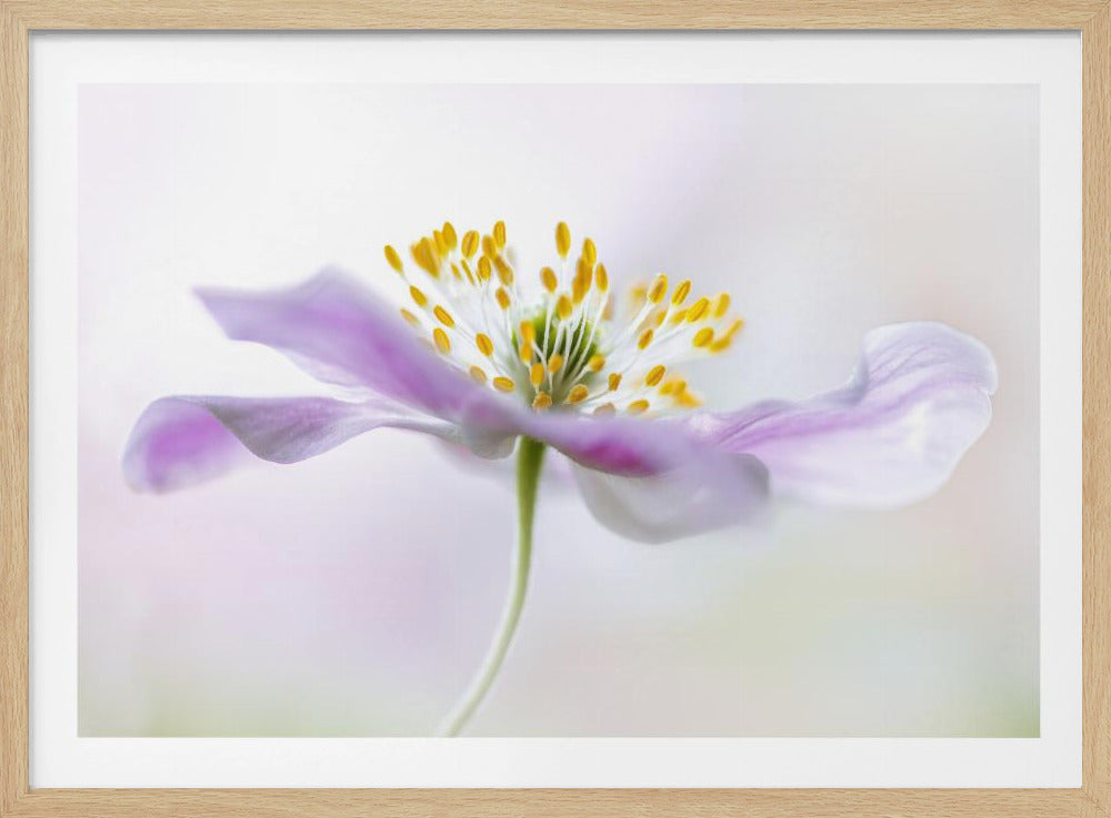 A soft-focus macro photograph of a single light purple flower with a yellow stamen center, set against a bright, hazy white background and framed in silver. Artwork