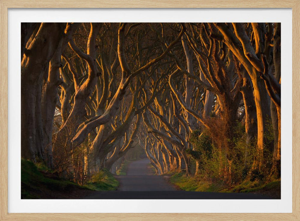 A framed photograph of the Dark Hedges in Northern Ireland, where gnarled beech trees form a natural tunnel over a country road, their branches glowing in the golden light of sunrise or sunset. Print